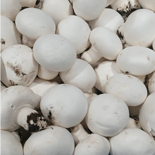 Fresh Button Mushroom